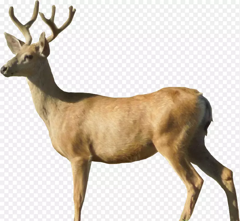 白尾鹿、驼鹿、鹿-鹿PNG图像