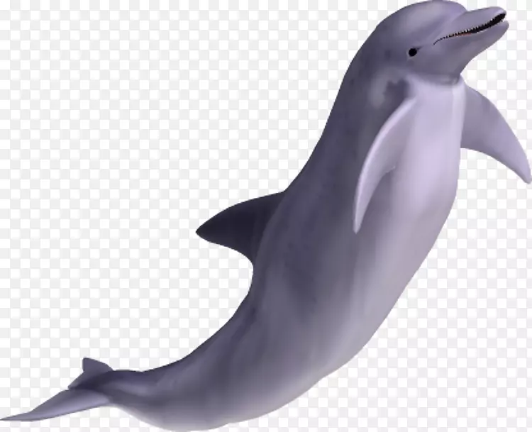 旋转海豚宽吻海豚剪贴画-海豚PNG图像