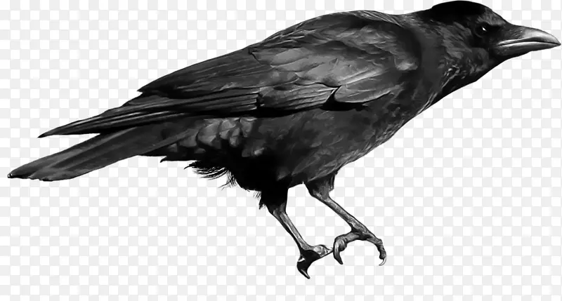 乌鸦剪贴画-乌鸦PNG图像