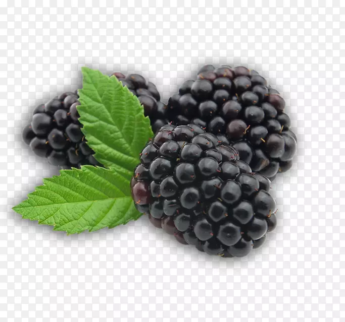 黑莓水果-黑莓果实透明