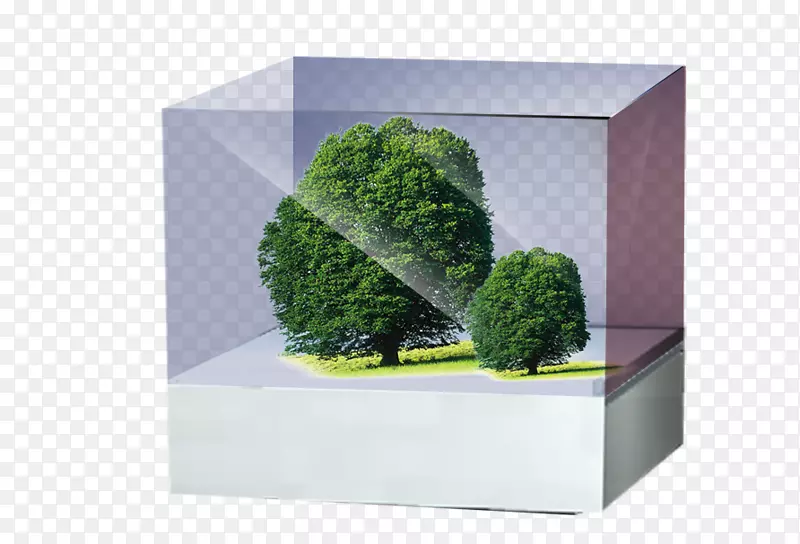 盒树