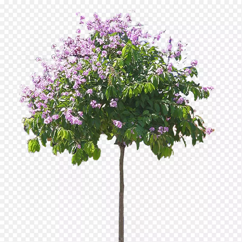 紫薇树