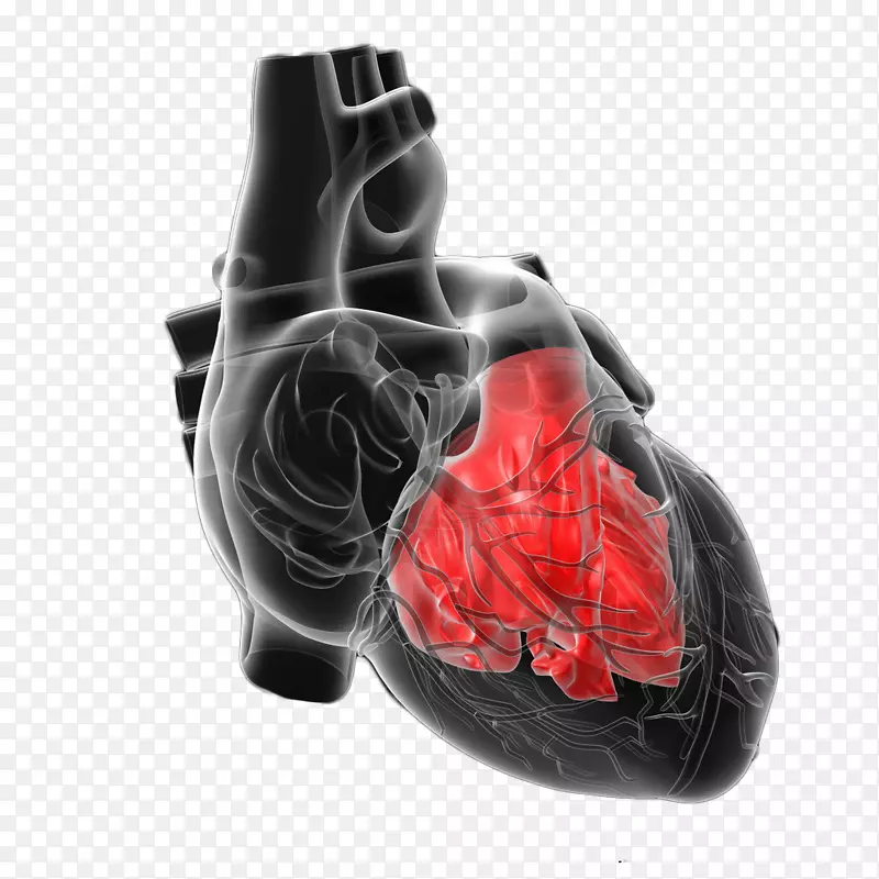 图显示人类的心脏