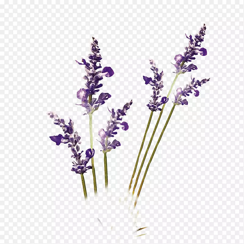 紫薰衣草