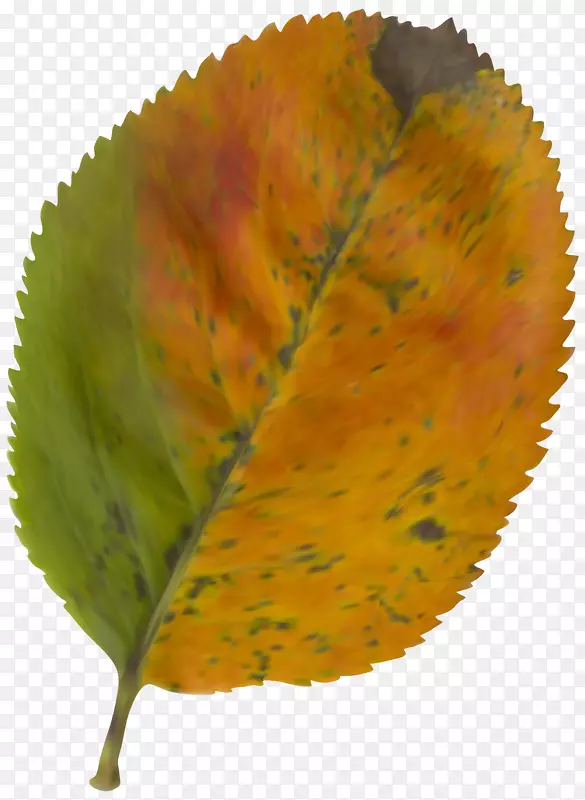 秋叶彩色剪贴画-美丽的秋叶PNG剪贴画