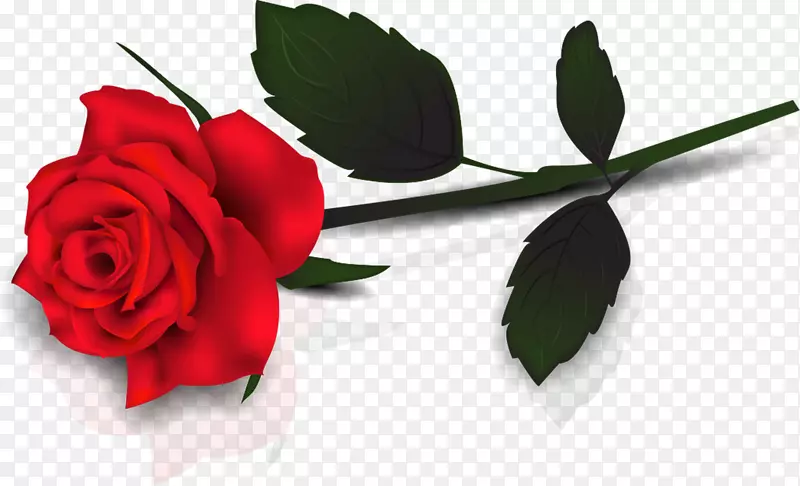 玫瑰剪贴画-可爱透明的红玫瑰悬崖