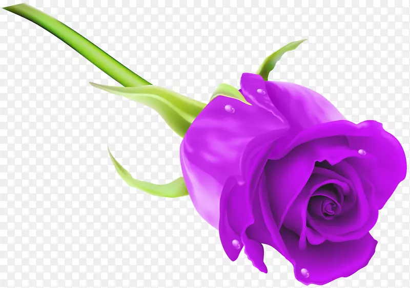 玫瑰紫剪贴画-紫玫瑰PNG剪贴画图像