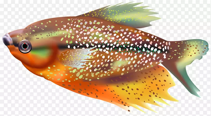 鱼类剪贴画.橙色鱼透明剪贴画图像