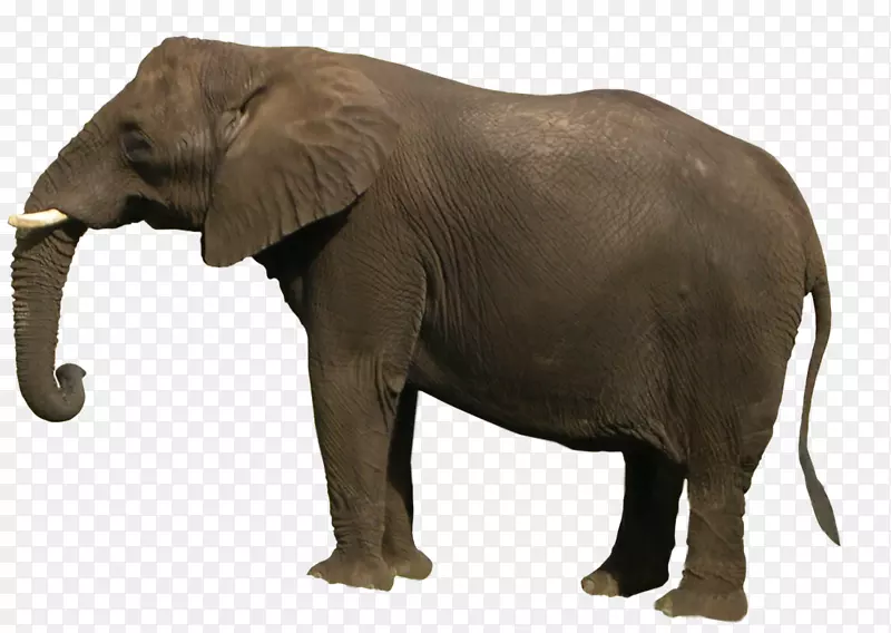 非洲灌木象亚洲象PNG
