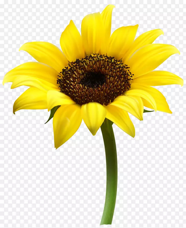普通向日葵剪贴画-美丽的向日葵透明PNG剪贴画图像