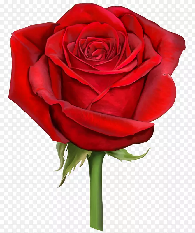玫瑰可伸缩图形计算机文件-红玫瑰透明PNG剪贴画