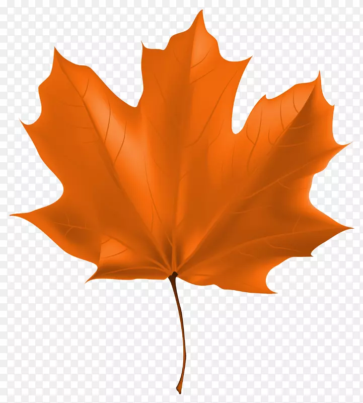 秋叶彩色-美丽的秋叶PNG剪贴画