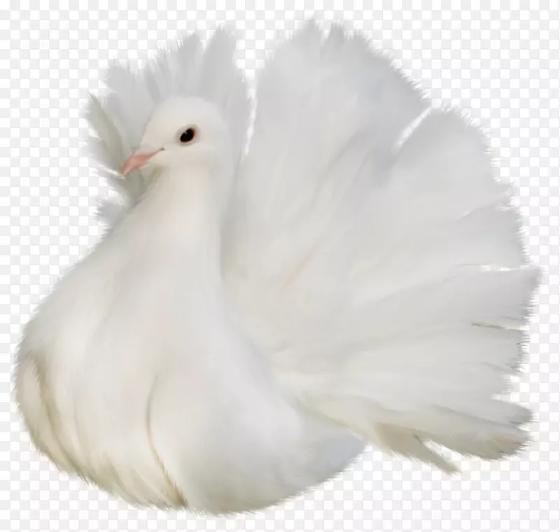 金凤鸟剪贴画-白色、美丽、精致的斑鸠剪贴画