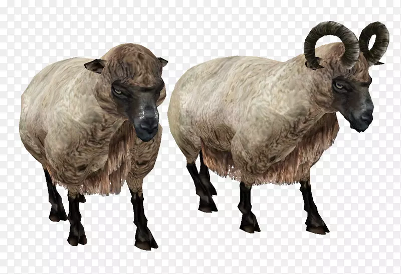 绵羊计算机文件-绵羊png图像