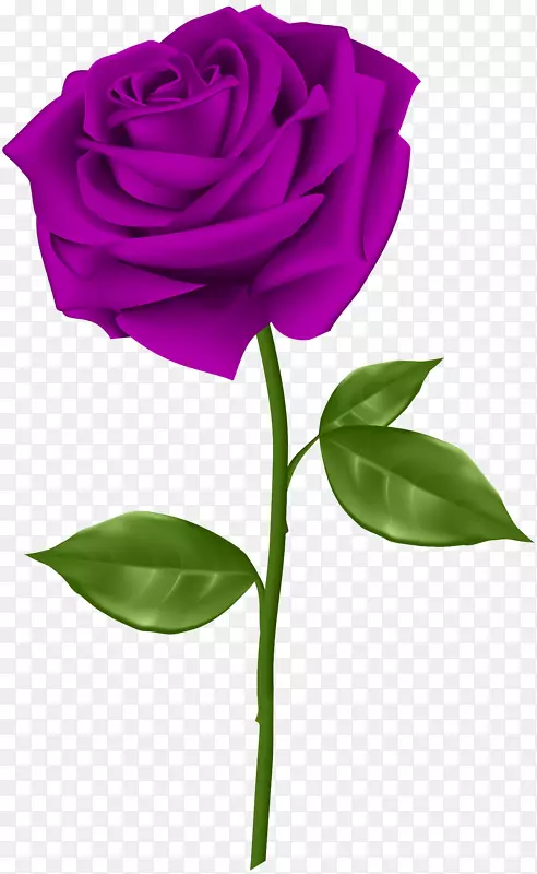 蓝玫瑰插花艺术-紫玫瑰透明PNG剪贴画