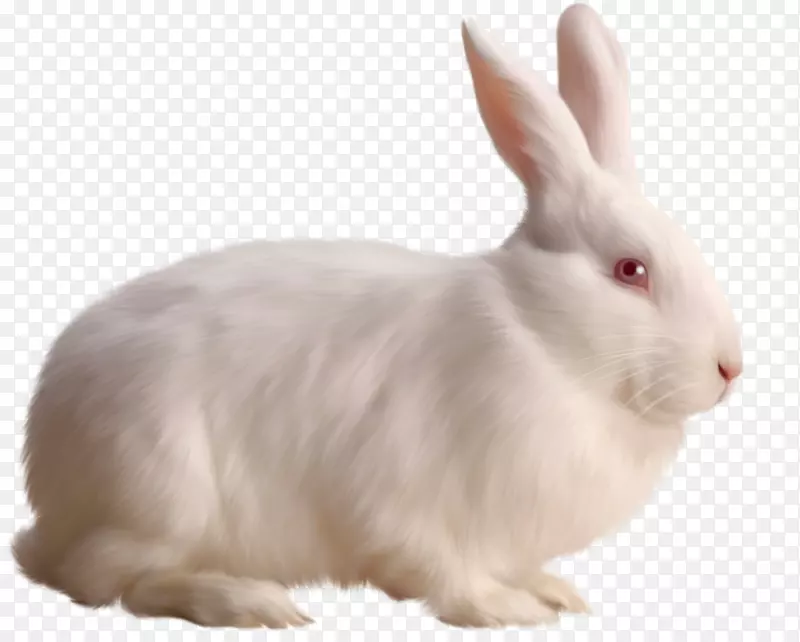 兔剪贴画-白兔免费剪贴画