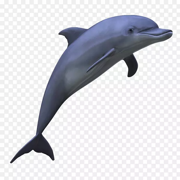 海豚剪贴画-海豚图片