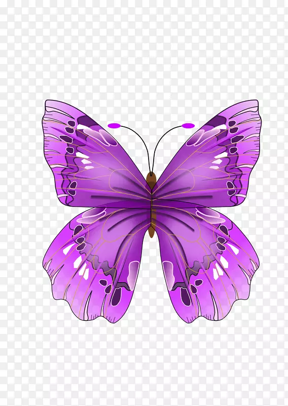 蝴蝶紫色画片艺术-蝴蝶PNG图像
