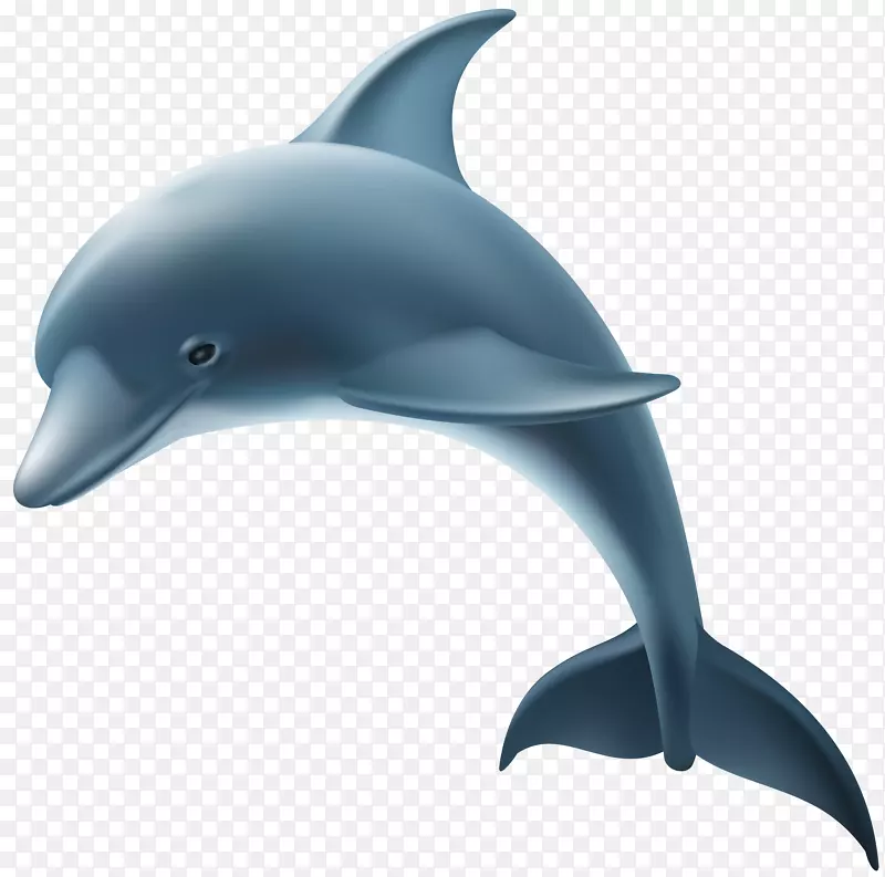 普通宽吻海豚短喙普通海豚粗齿海豚批发海豚PNG剪贴画图像