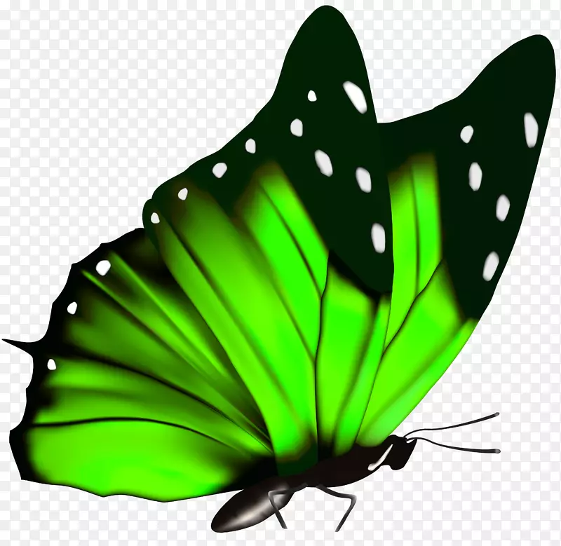 蝴蝶绿色皇后亚历山德拉的鸟翼剪贴画-绿色蝴蝶PNG剪贴画