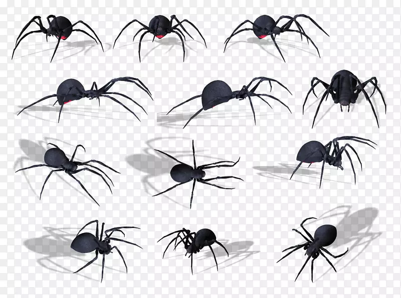 蜘蛛咬伤巴布亚新几内亚昆虫毒液-蜘蛛png图像