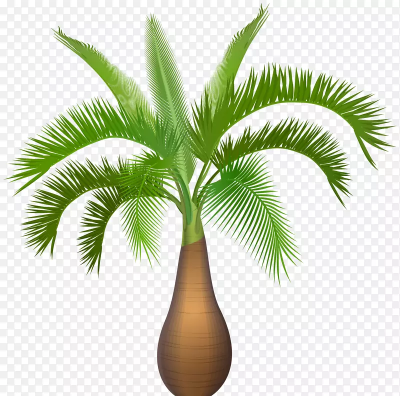 凤眼莲后棕榈树亚热带-棕榈树植物PNG剪贴画图像