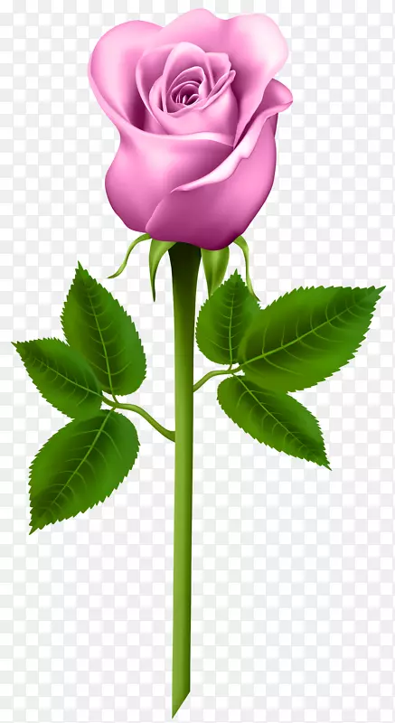 紫玫瑰剪贴画-粉红色玫瑰透明PNG图像