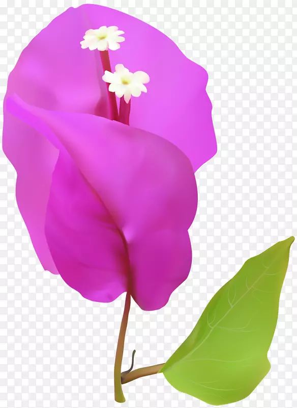 插花艺术-弹簧树花PNG剪贴画形象