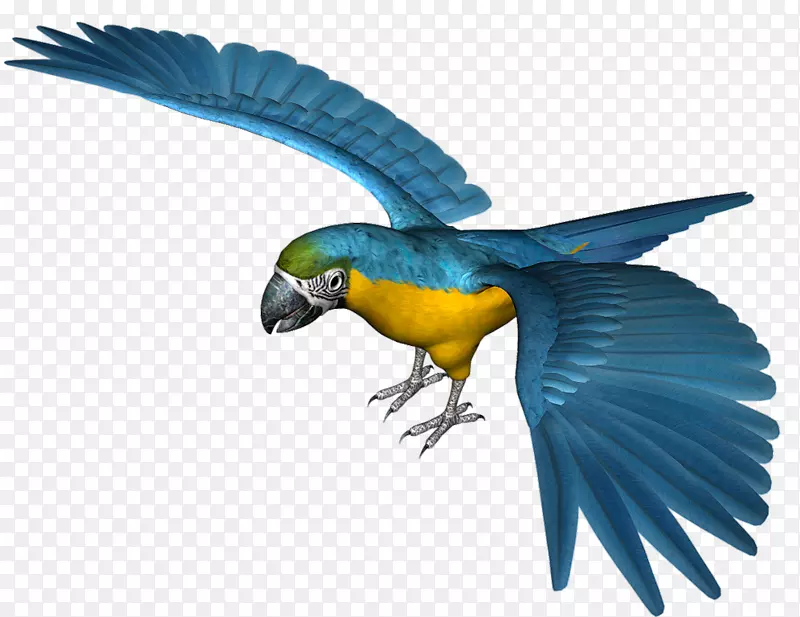 鹦鹉蓝色图标-大型蓝色鹦鹉PNG剪贴画