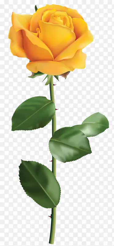 黄玫瑰剪贴画-黄玫瑰透明PNG剪贴画图像