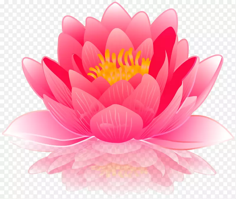 水百合-粉红睡莲剪贴画图片