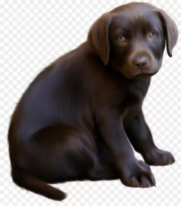 博伊金，猎犬，小狗，小猫，剪贴画-可爱的带蓝色眼睛的棕色小狗