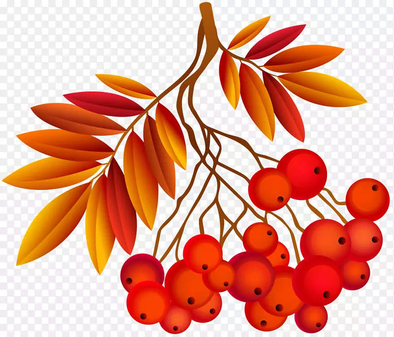 南半球秋季，北半球季节，九月秋分-秋叶装饰植物PNG图像
