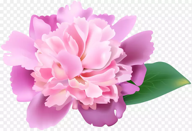 牡丹花图像解析剪贴画-粉红牡丹PNG剪贴画图像