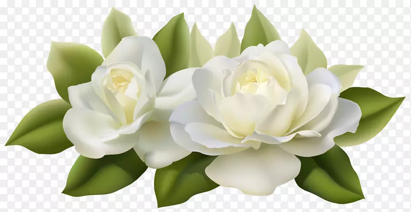 花茉莉花白玫瑰-美丽的白玫瑰叶PNG形象
