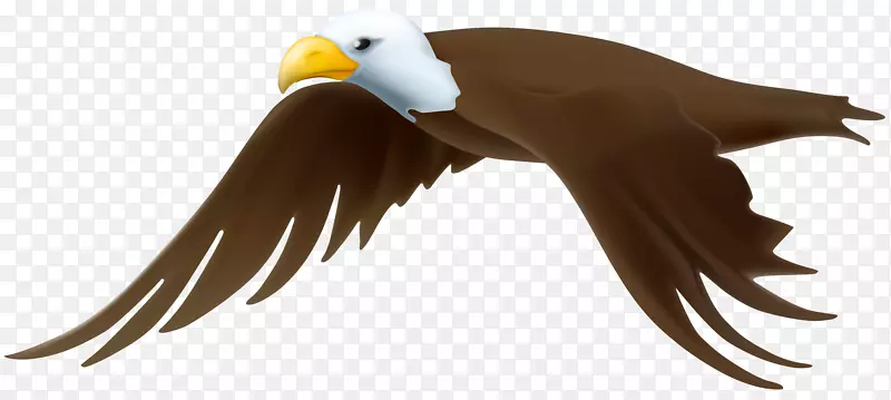 鹰剪贴画-鹰透明PNG剪贴画图像