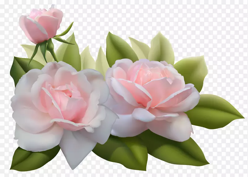 玫瑰粉红剪贴画-美丽的三朵粉红色玫瑰PNG图像