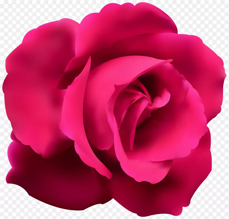 蓝玫瑰红花剪贴画-粉红色玫瑰剪贴画PNG图片