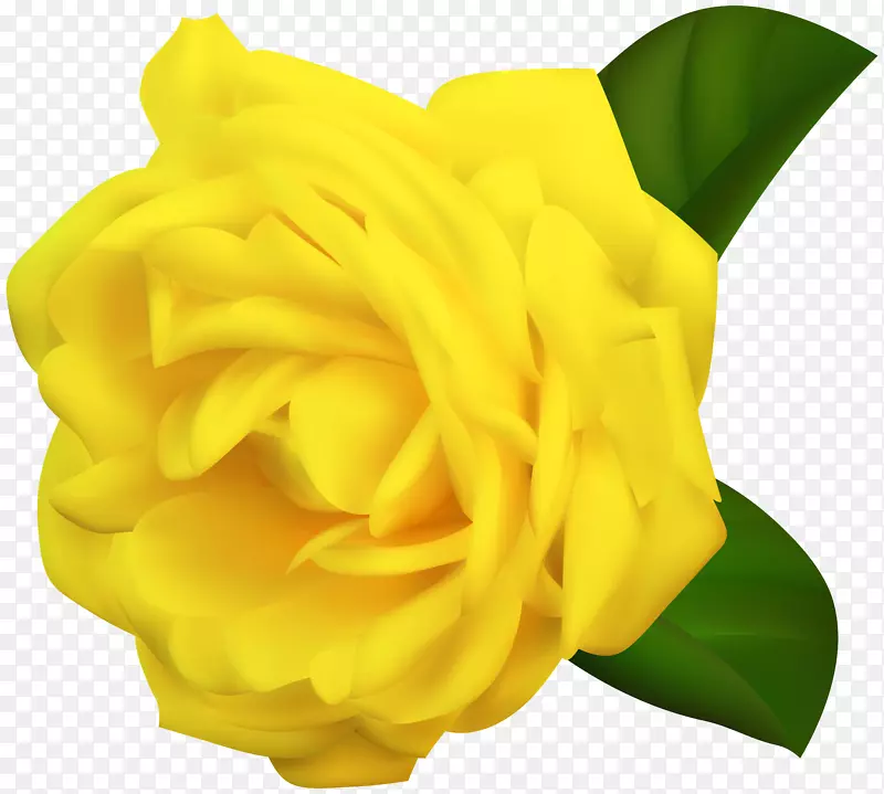 黄色花园玫瑰剪贴画-黄玫瑰透明剪贴画