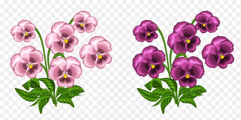 非洲紫罗兰剪贴画-粉红色紫罗兰