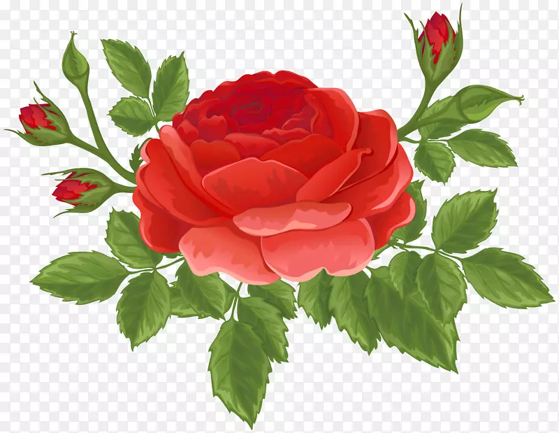 花园玫瑰，蜈蚣玫瑰，月季，克鲁兹·拉米雷斯-带花蕾的红色玫瑰，PNG剪贴画图像