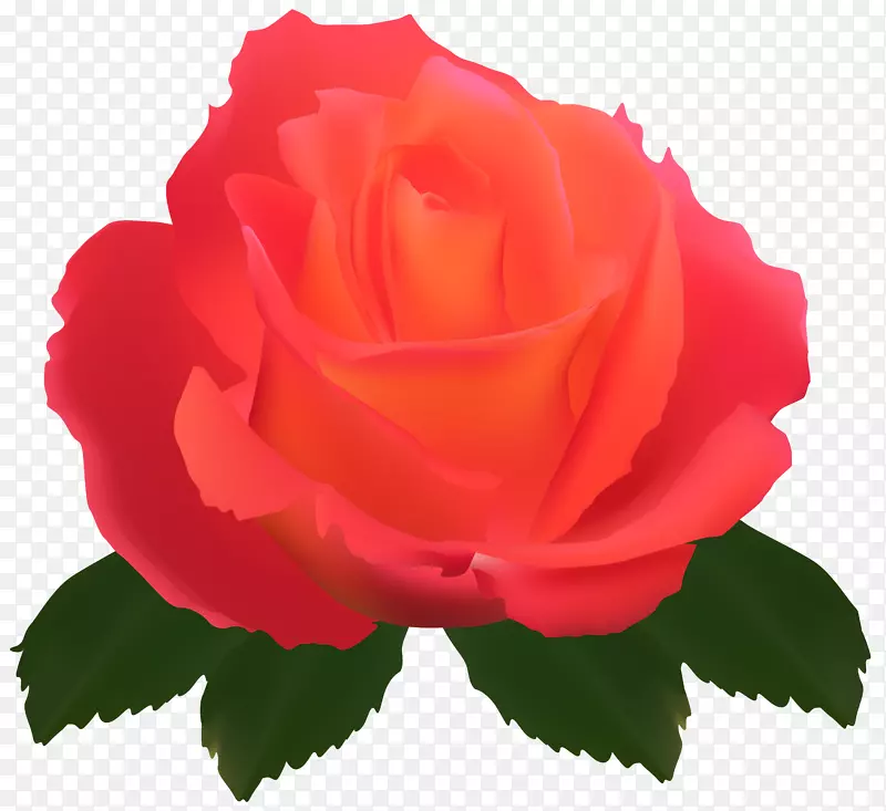 花园玫瑰、蜈蚣玫瑰、玫瑰花园-透明玫瑰剪贴画PNG形象