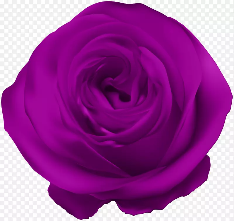 花园玫瑰，蜈蚣玫瑰，花瓣紫罗兰-紫玫瑰PNG剪贴画