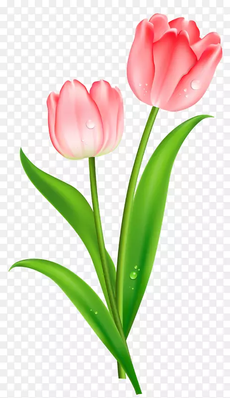 英迪拉甘地纪念郁金香花园插花艺术-粉红色郁金香