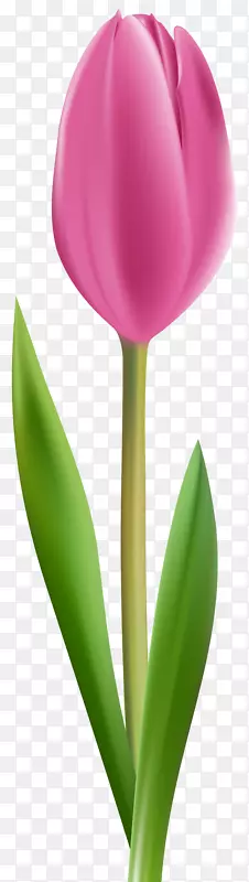 郁金香花瓣植物茎-粉红色郁金香透明剪贴画图像