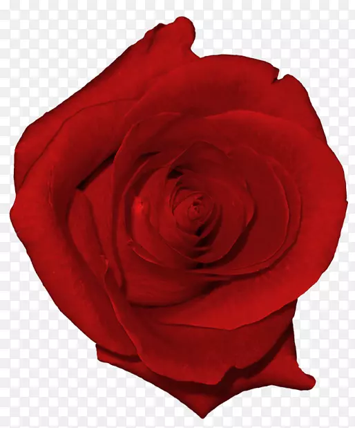 海滩玫瑰花园玫瑰插花艺术-真正的红玫瑰PNG图片