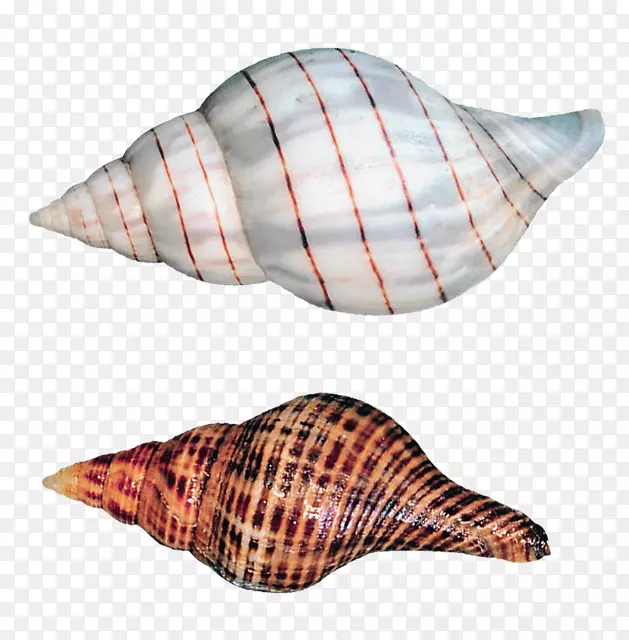 剪贴画-透明海螺壳PNG图片