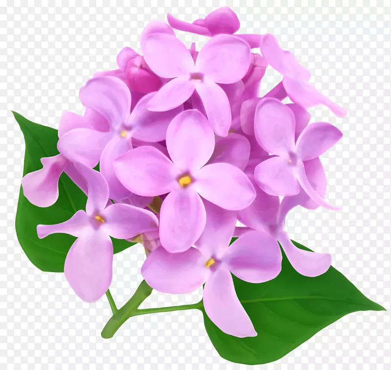 菊花×葛兰花-透明菊花PNG图片