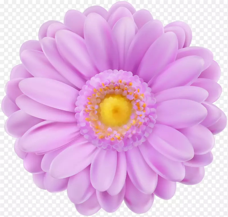 紫色花-透明的紫色花透明剪贴画