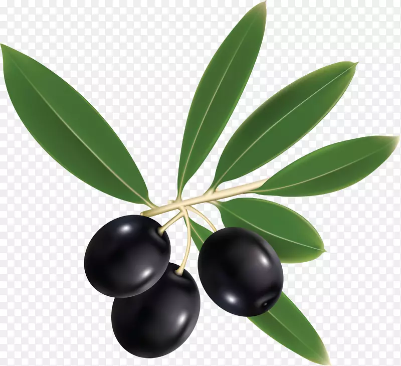 橄榄油地中海盆地意大利菜-橄榄油PNG